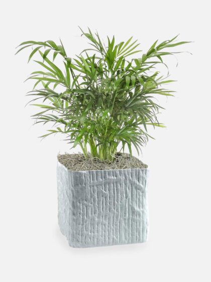 Neanthe Bella Palm