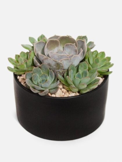 Succulent Dish