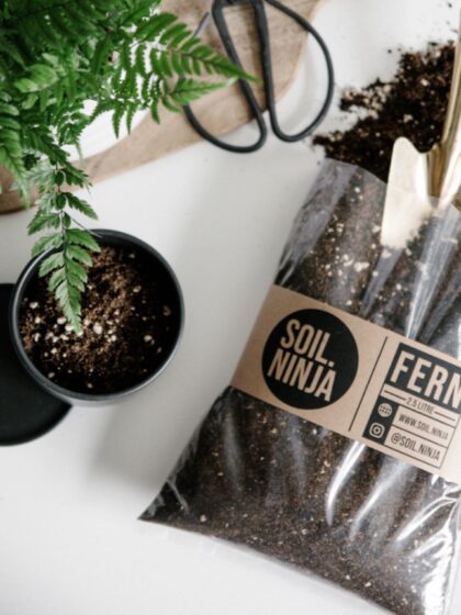Fern Soil